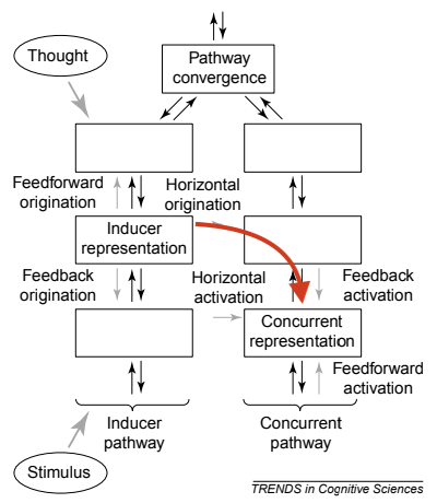 chart showing information processing flow from Grossenbacher and Lovelace, with cross-wiring activity outlined.