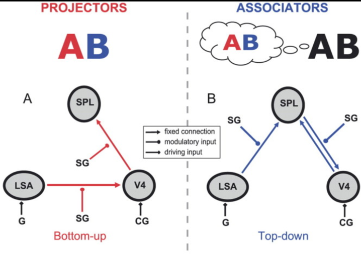 LSA and SPL in the van Leeuwen connectivity model.